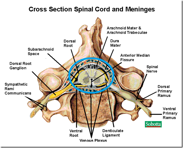 Organisation of Peripheral Nervous System & Spinal Cord | Medatrio